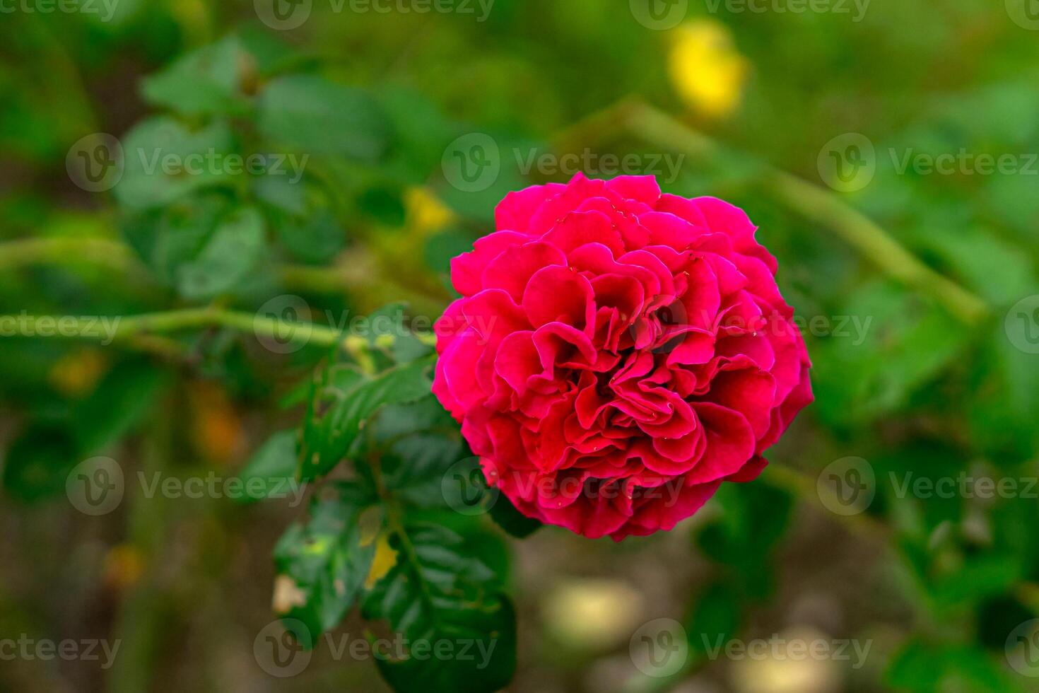 pink roses in various blooming stages, set against a natural green background. The vivid petals and lush leaves highlight elegance and romantic beauty. photo