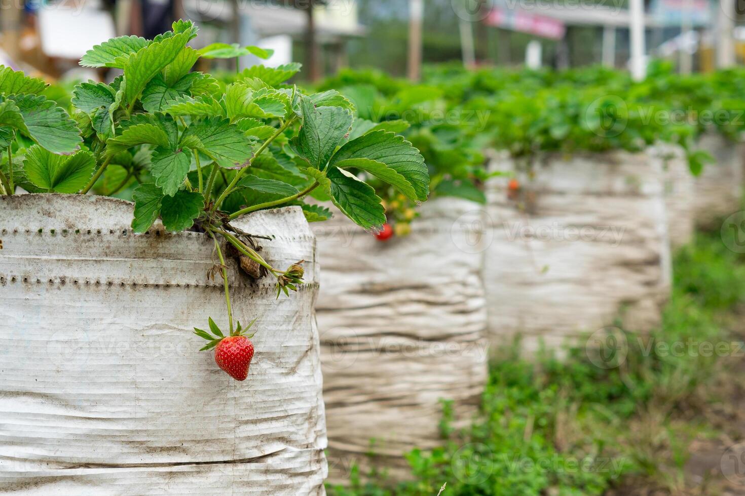 Close-up of a ripe red strawberry hanging from a plant grown in a white polybag at an outdoor plantation farm photo