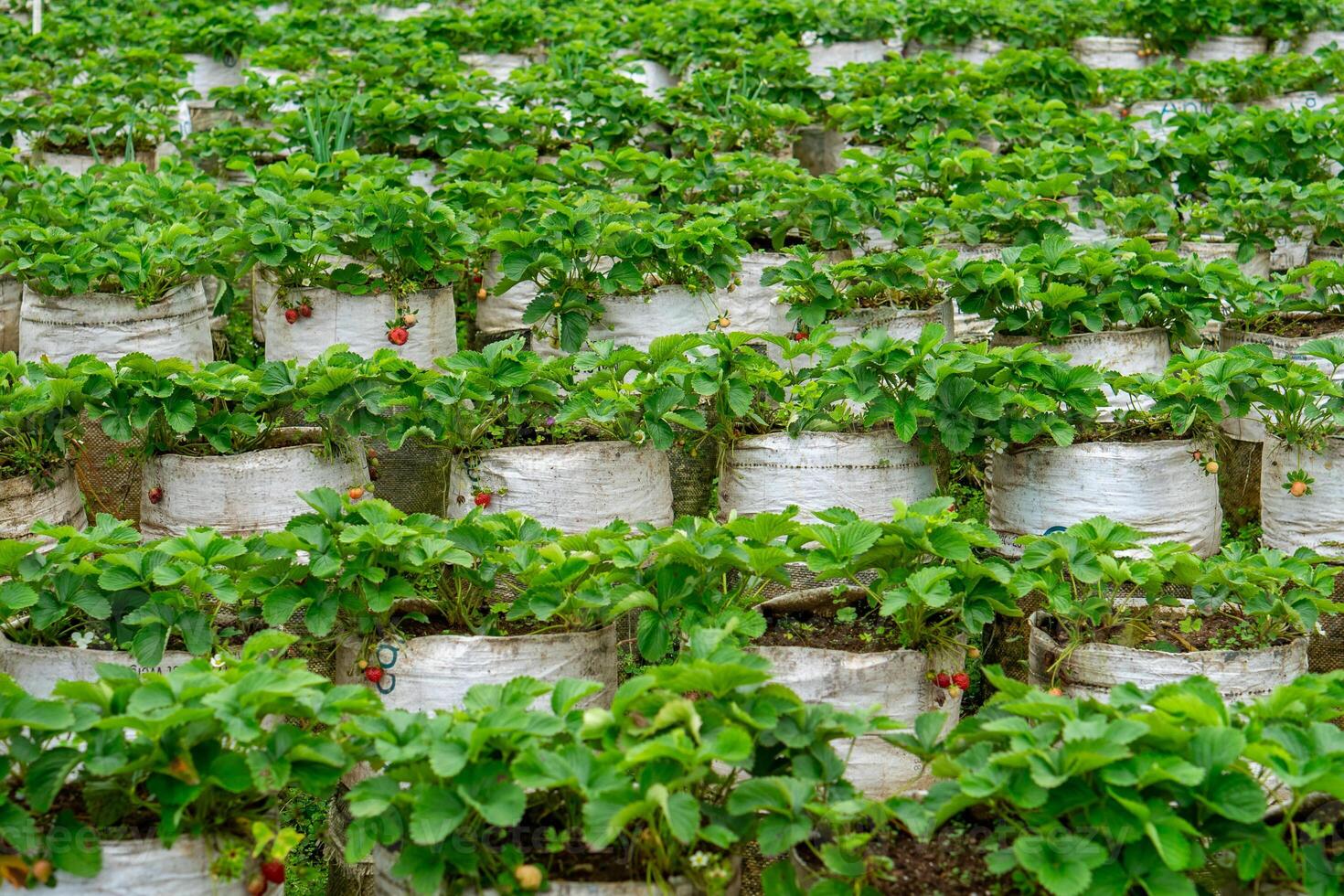 A large-scale strawberry plantation using white grow bags arranged in neat rows, showcasing modern farming techniques for sustainable fruit cultivation in an organized layout. photo
