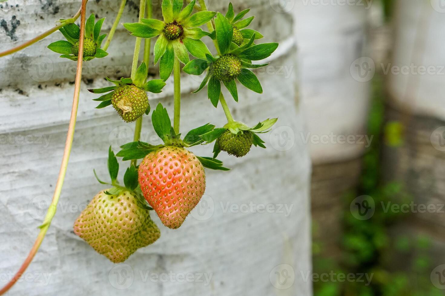 Close-up of unripe and partially ripe strawberries growing in white grow bags, highlighting early fruit development stages in a modern vertical garden setup. photo