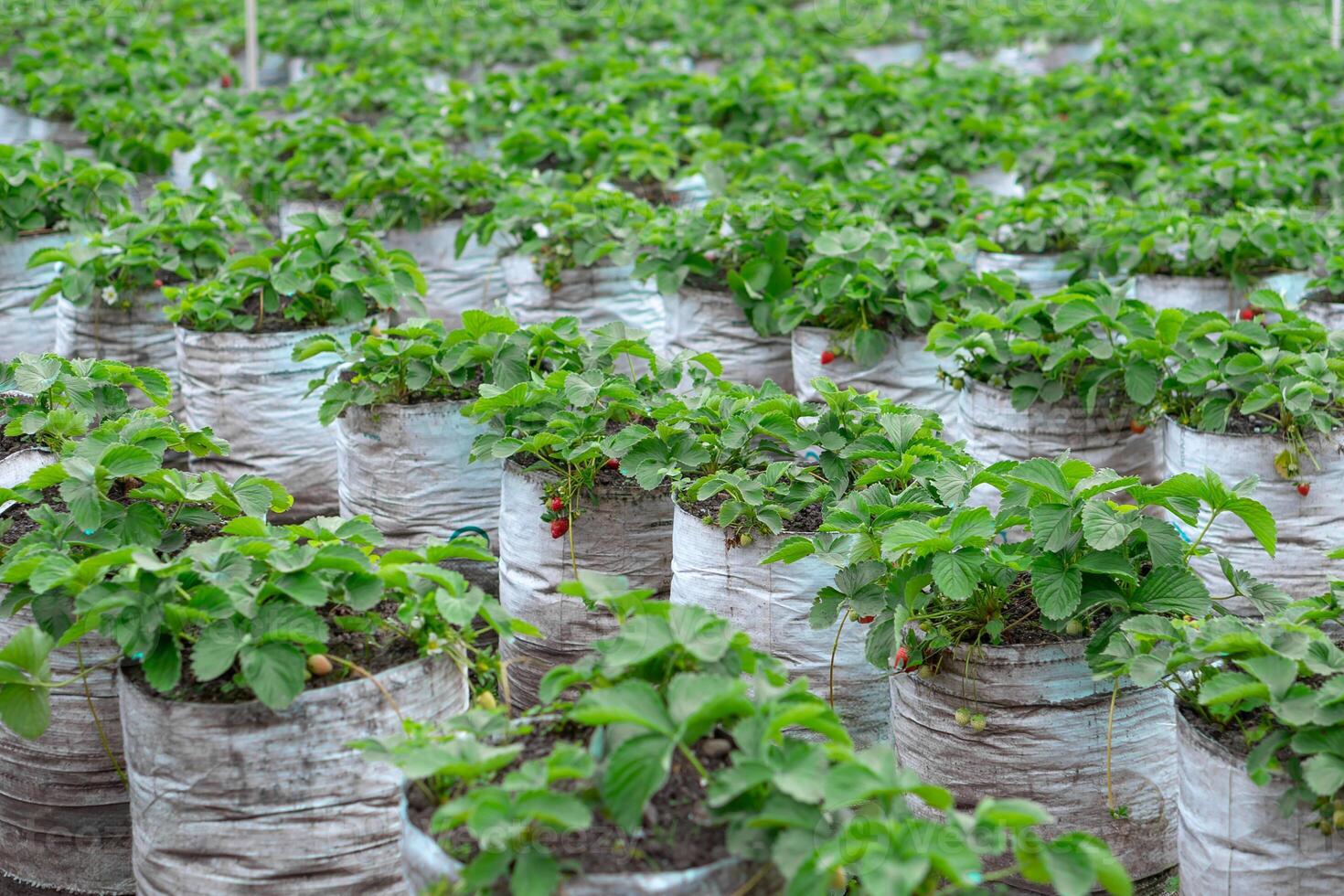 Wide view of a strawberry farm with rows of plants growing in white plastic grow bags, featuring ripe and unripe fruits among green foliage in a natural setting. photo