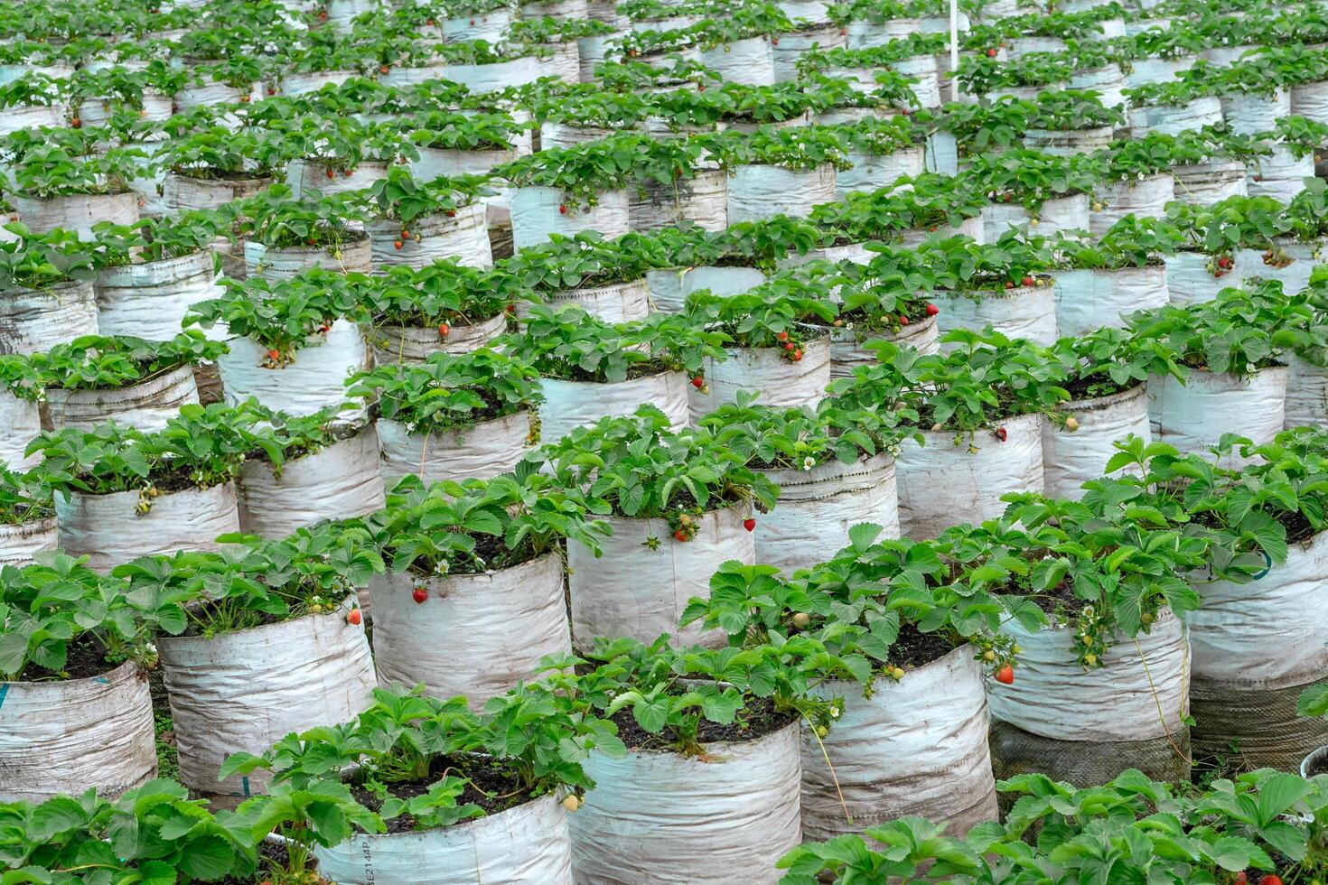 A Wide view of a strawberry farm with rows of plants growing in white plastic grow bags, featuring ripe and unripe fruits among green foliage in a natural setting. photo