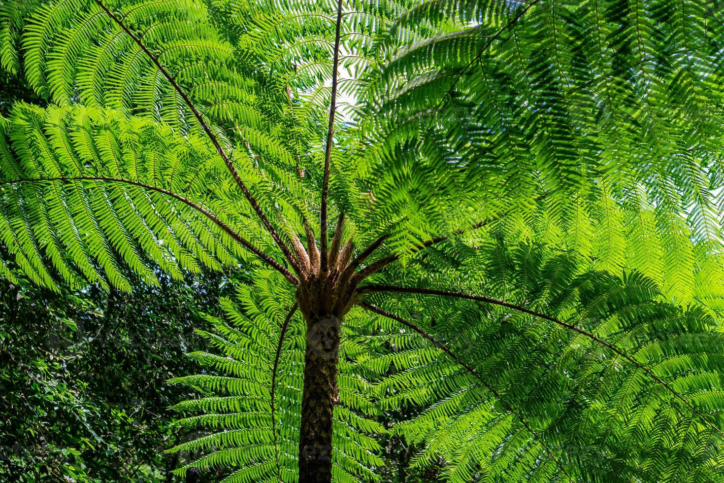 Close-up view of a large tropical tree fern from below, showing the vibrant green leaves fanned out in a radial pattern. Sunlight filters through the lush canopy, creating a natural texture. photo