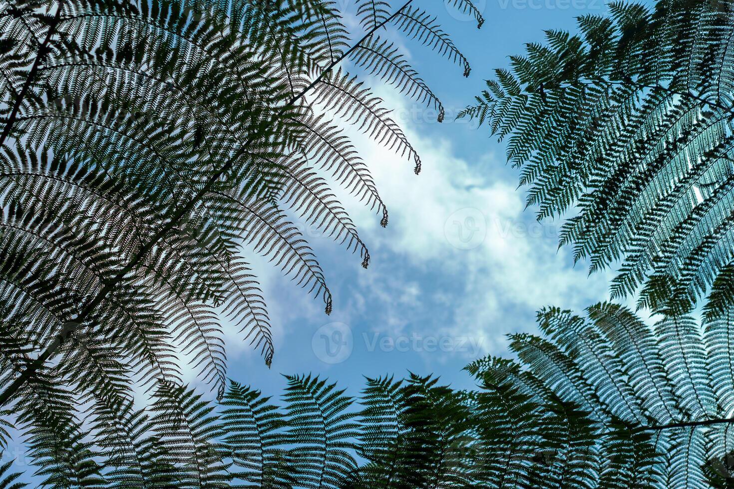 Silhouetted view of fern leaves against a bright blue sky with scattered clouds. The intricate foliage forms a natural frame, capturing the calm and beauty of tropical rainforest canopy. photo