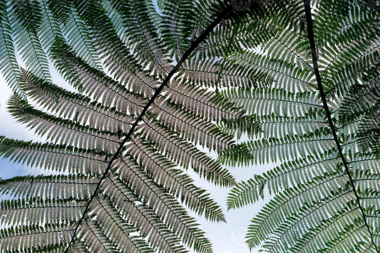 Close-up view of overlapping fern leaves from below, creating a symmetrical natural pattern against a pale sky. The intricate foliage texture highlights the beauty of tropical nature. photo