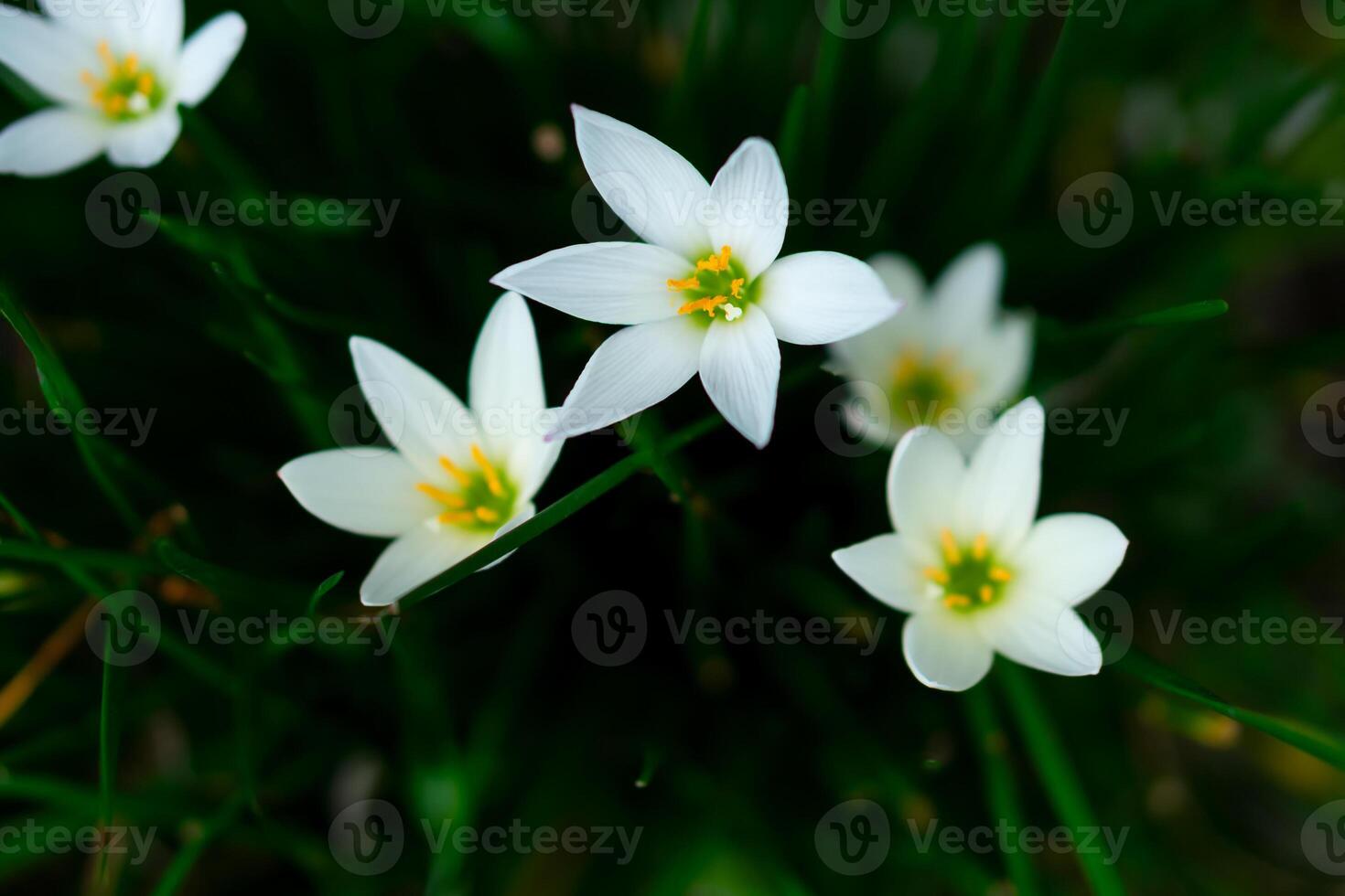A Closeup of blooming white Zephyranthes flowers with yellow stamens, surrounded by dark green grass. A natural floral background perfect for spring, garden, or botanical themes. photo