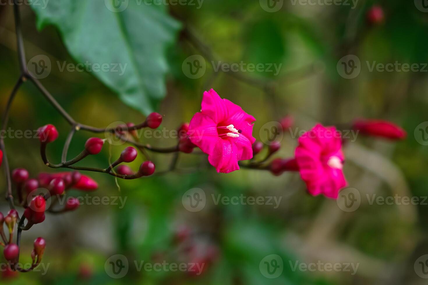 A vibrant close up of a blooming pink morning glory flower with fresh green leaves and unopened buds, captured in natural light, creating a lush tropical feel. photo