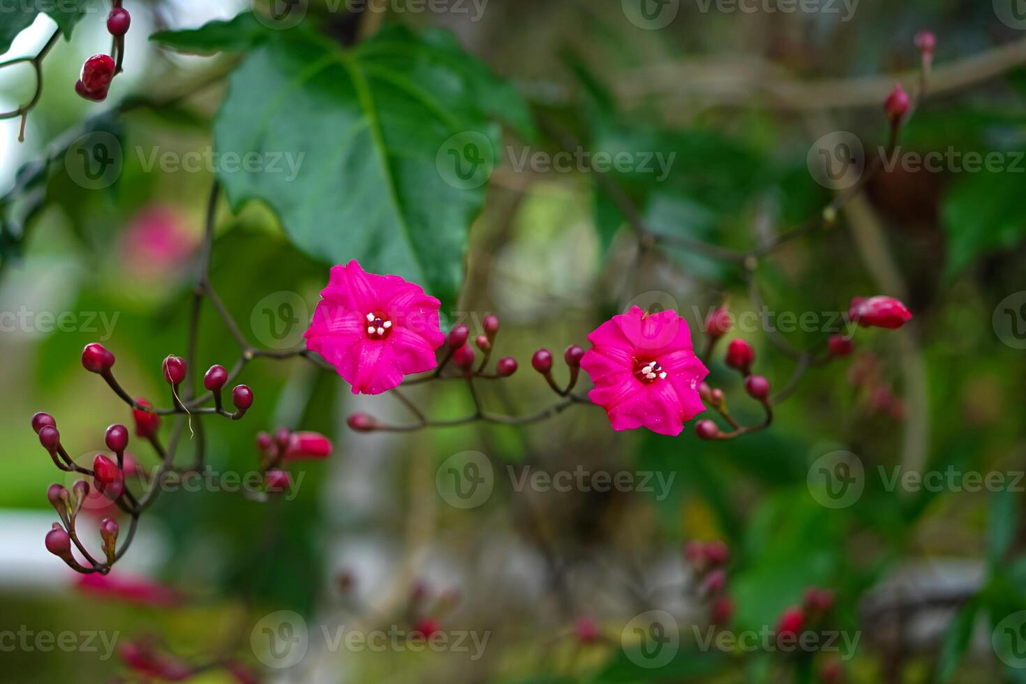 Vibrant close up of a blooming pink morning glory flower with fresh green leaves and unopened buds, captured in natural light, creating a lush tropical feel. photo