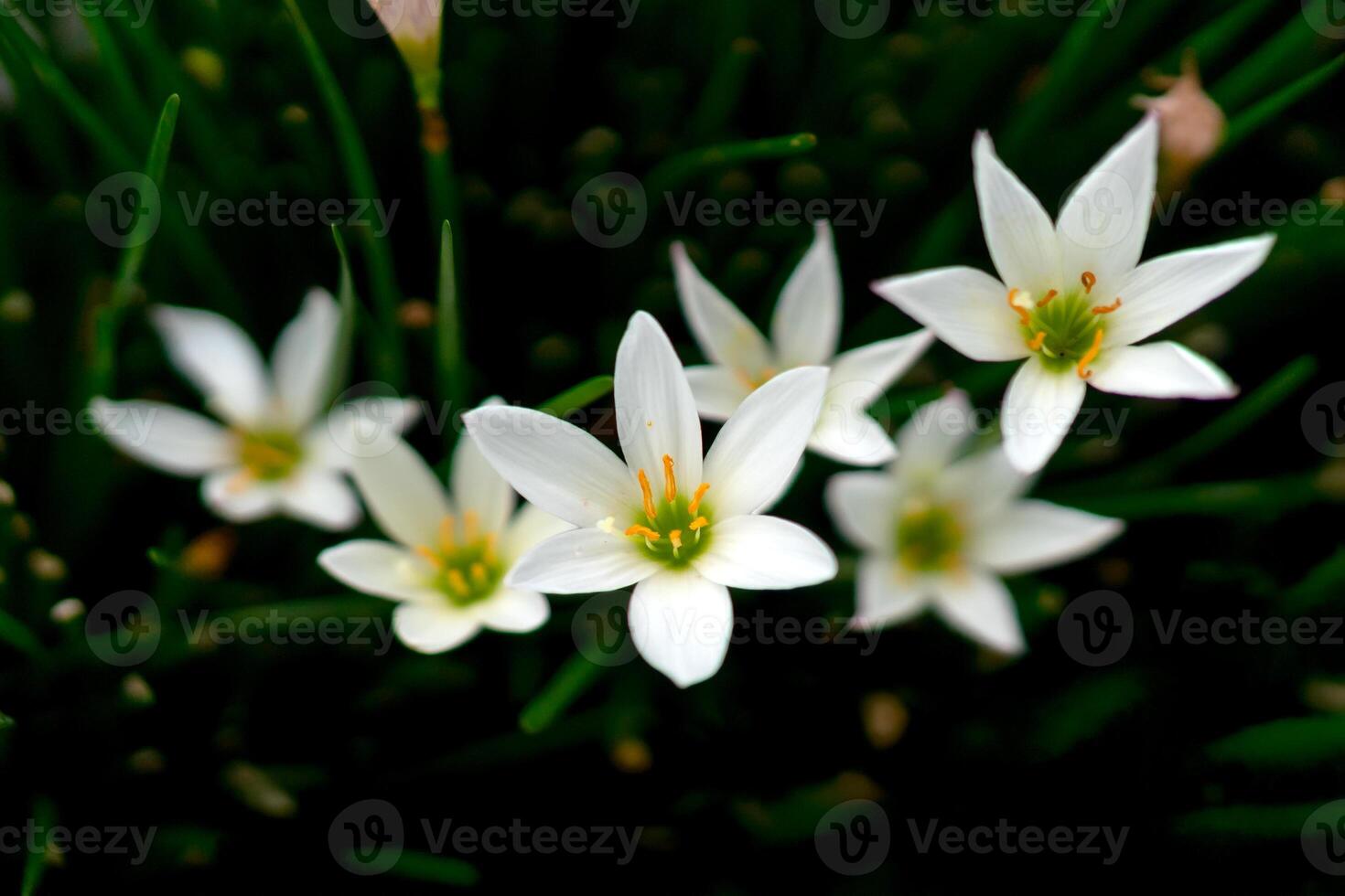 A Close up of blooming white Rain Lily flowers, Zephyranthes candida with fresh green grass-like leaves in a garden, captured in natural light with a soft background blur. photo