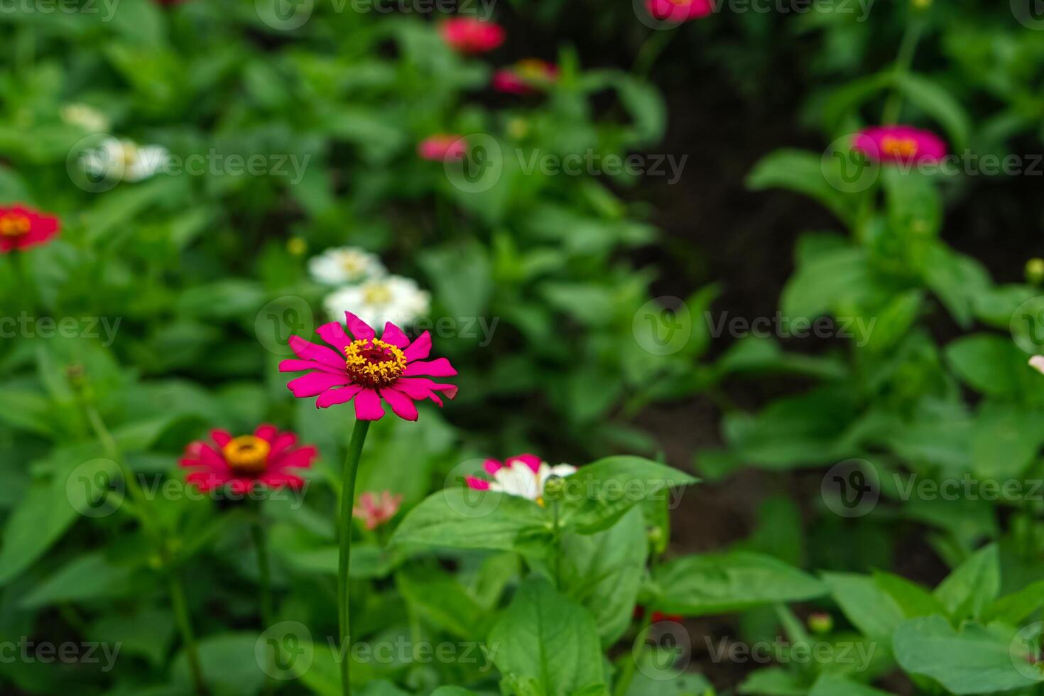 A bright magenta zinnia flower in full bloom stands out against a blurred background of green leaves and other colorful zinnias, capturing the beauty of nature in vibrant detail. photo