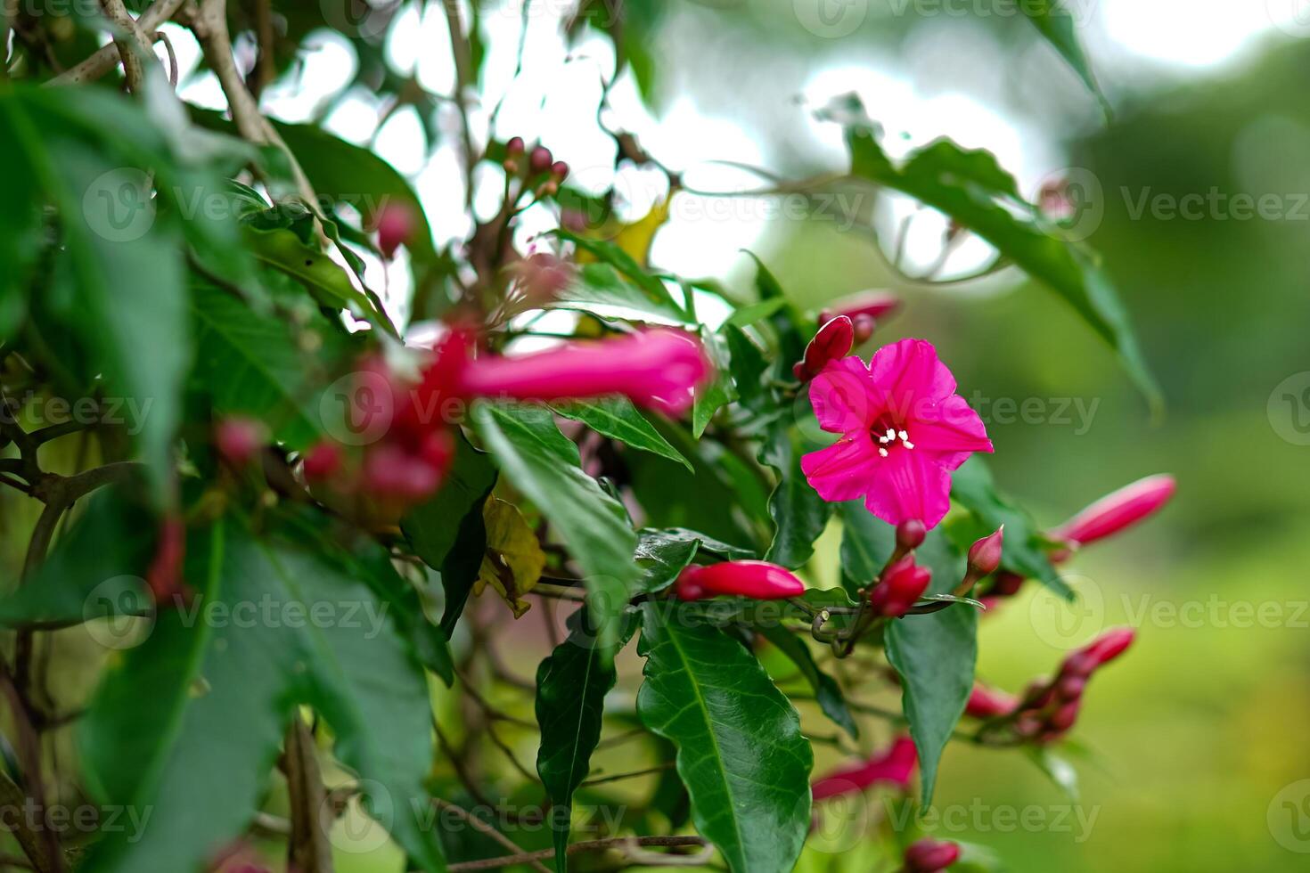 Vibrant close-up of a blooming pink morning glory flower with fresh green leaves and unopened buds, captured in natural light, creating a lush tropical feel. photo