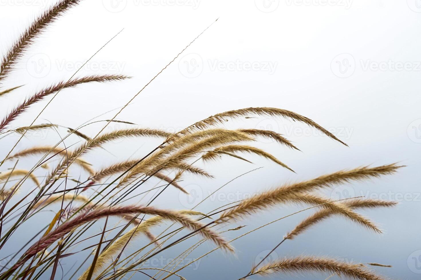 A Closeup of ornamental grass swaying in the wind against a soft white sky. Minimalist nature background perfect for eco branding, editorial use, or peaceful ad concepts. photo