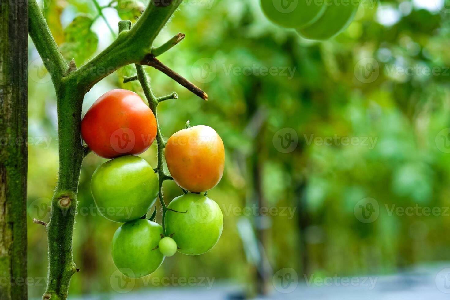 Close up of a tomato plant with fruits in various ripening stages green, yellowish-orange, and red growing on the vine in a garden with a natural blurred background. photo