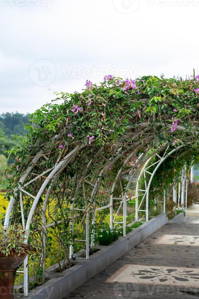 A white metal pergola archway adorned with lush green vines and blooming purple flowers lines a cobblestone pathway in a vibrant botanical garden under a cloudy sky. photo