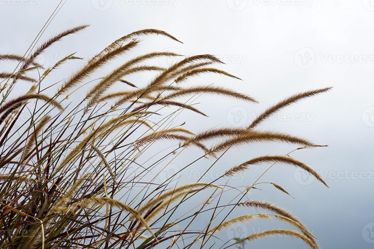 Closeup of ornamental grass swaying in the wind against a soft white sky. Minimalist nature background perfect for eco branding, editorial use, or peaceful ad concepts. photo