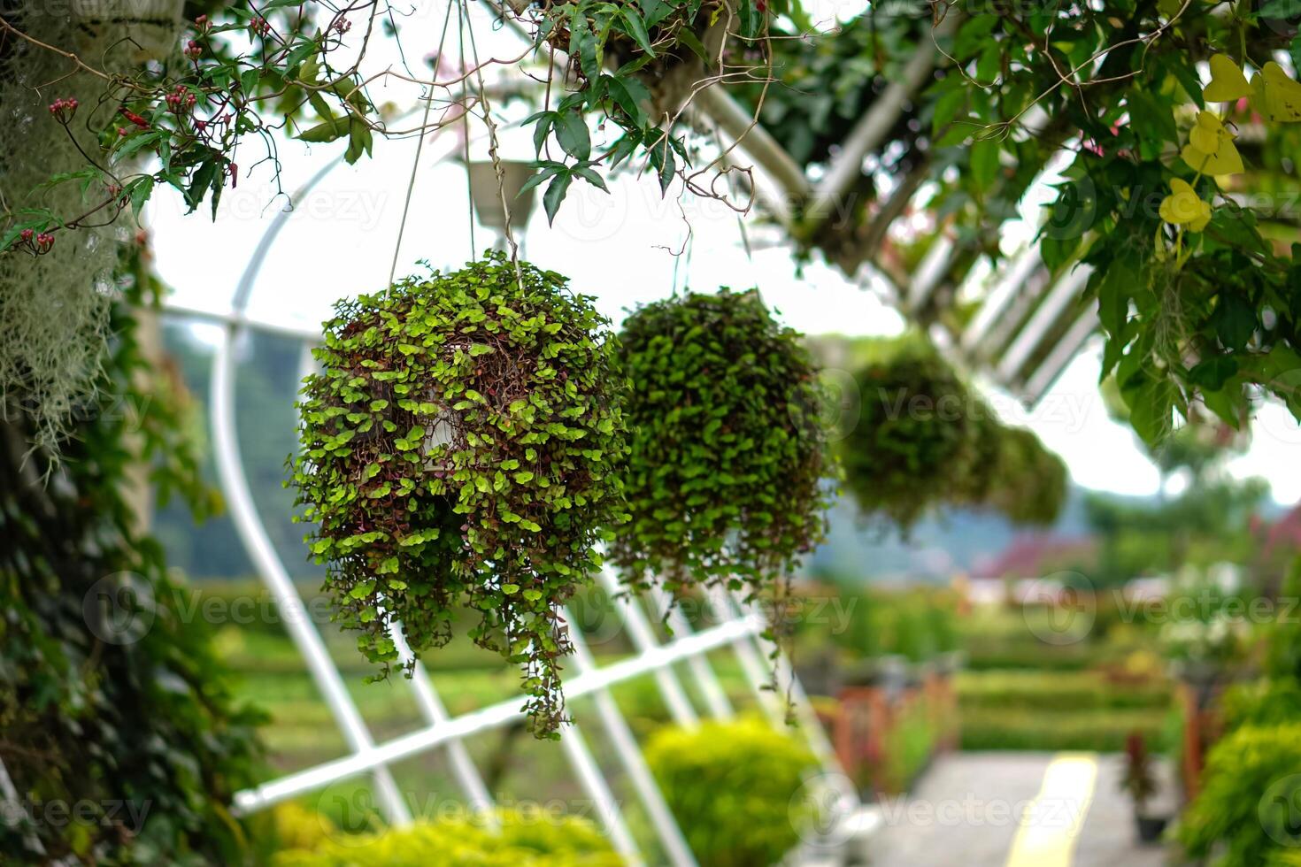 Hanging ornamental plants with lush green foliage displayed in a garden walkway, creating a refreshing, natural atmosphere in a tropical outdoor setting. photo