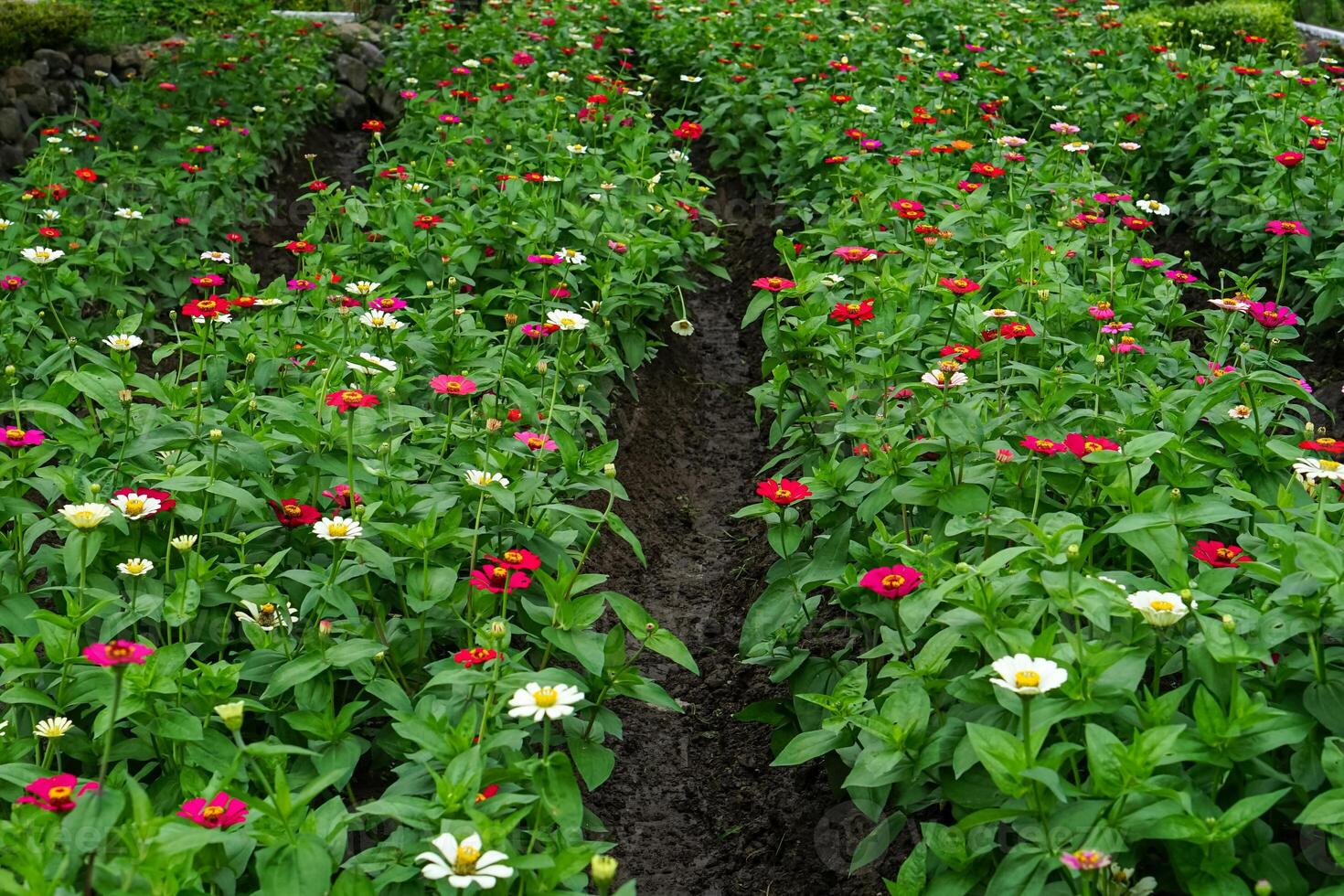 A Rows of colorful zinnia flowers blooming vibrantly in a well-maintained garden bed, showcasing a mix of red, white, pink, and yellow hues in full bloom. photo