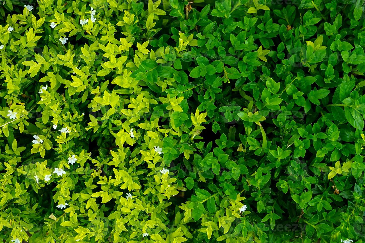 Top view of lush foliage with a striking gradient from bright yellow-green to deep green leaves, accented with tiny white flowers, ideal for nature backgrounds or eco-themed visuals. photo