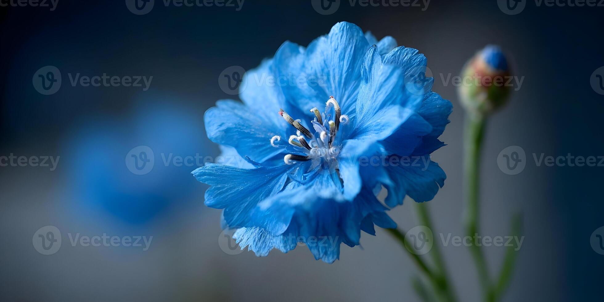 Closeup Blue Flower with Bud Floral Photography photo