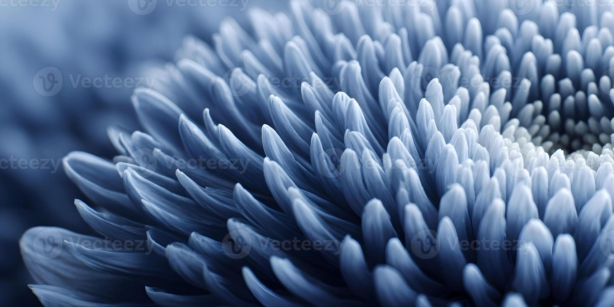 Closeup Blue Chrysanthemum Flower Petals Detailed Macro Photography photo