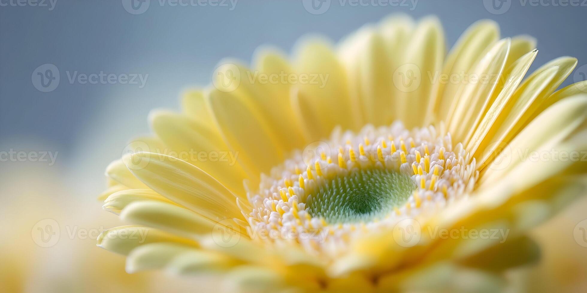 Closeup Yellow Gerbera Daisy Flower Blossom Macro Photography photo