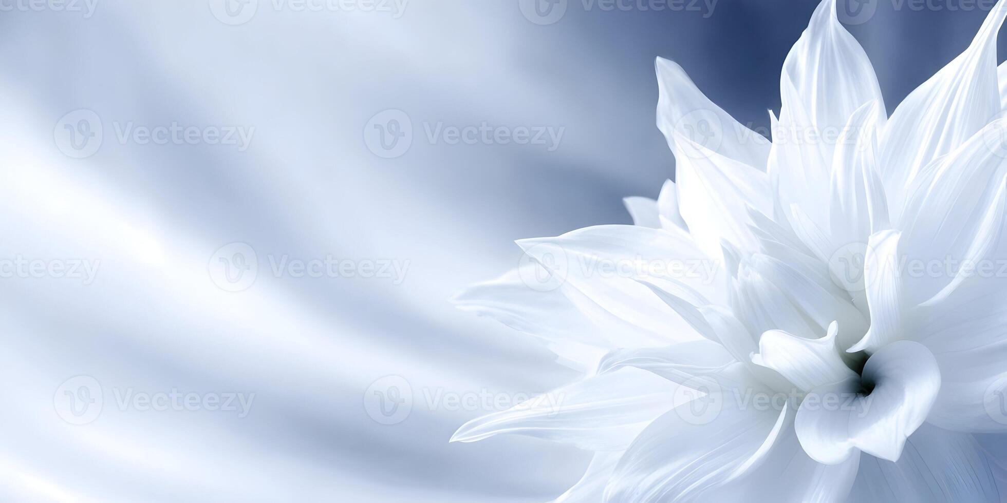 Closeup White Dahlia Flower Soft Blue Background Floral Image photo