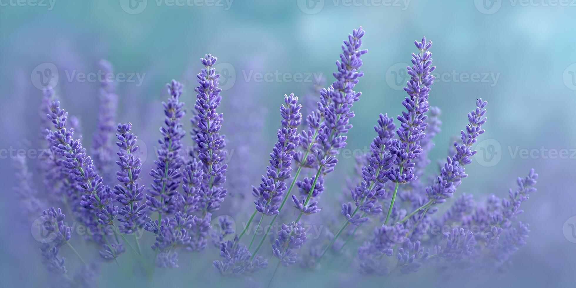 Closeup Purple Lavender Flowers Soft Focus Floral Background photo