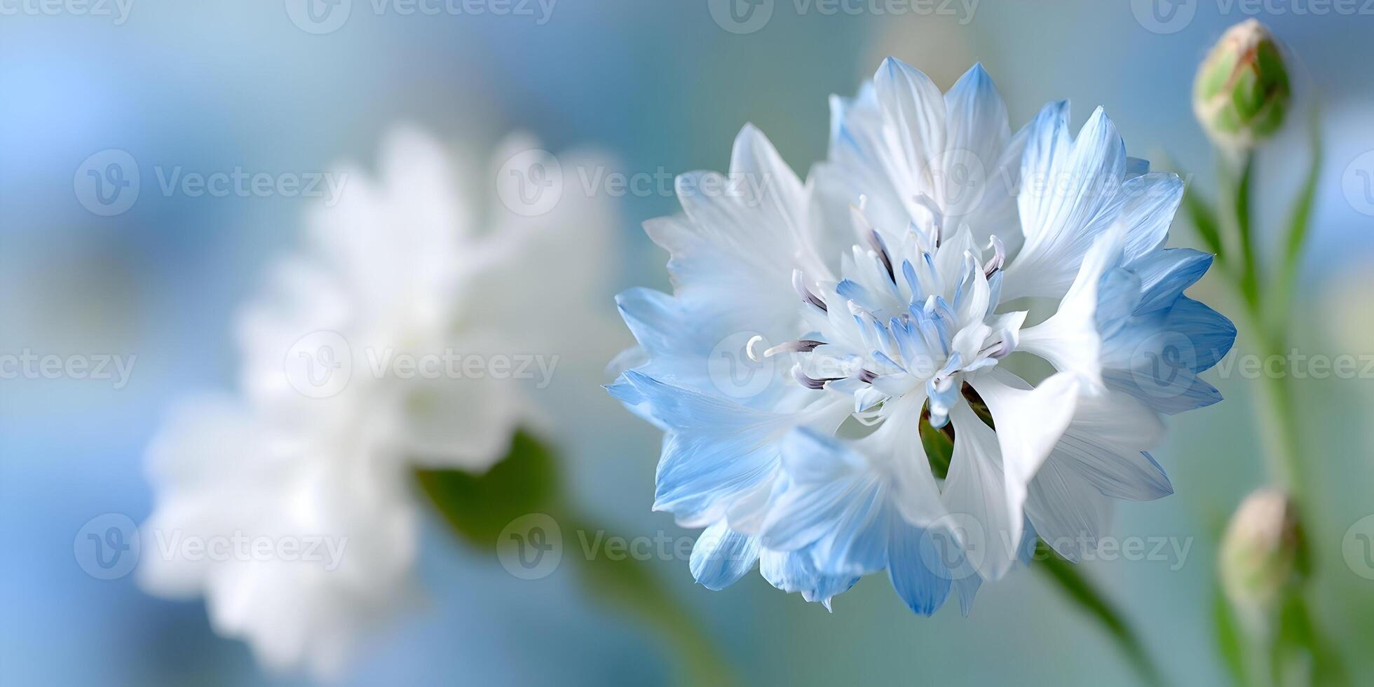 Closeup Blue and White Cornflower Blossom Soft Focus Floral Photography photo