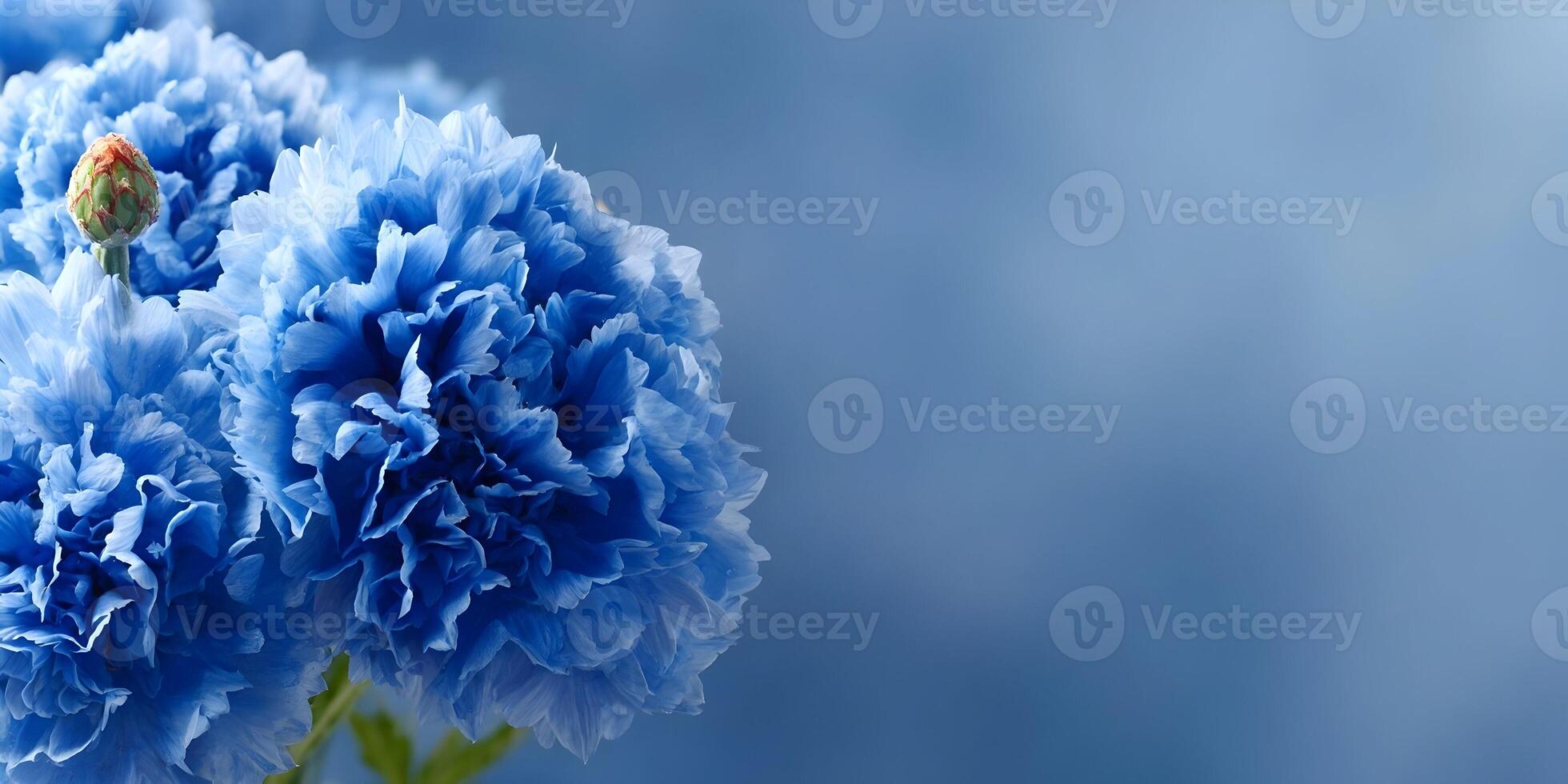 Closeup Blue Cornflower Flowers Bunch Soft Blurred Background photo