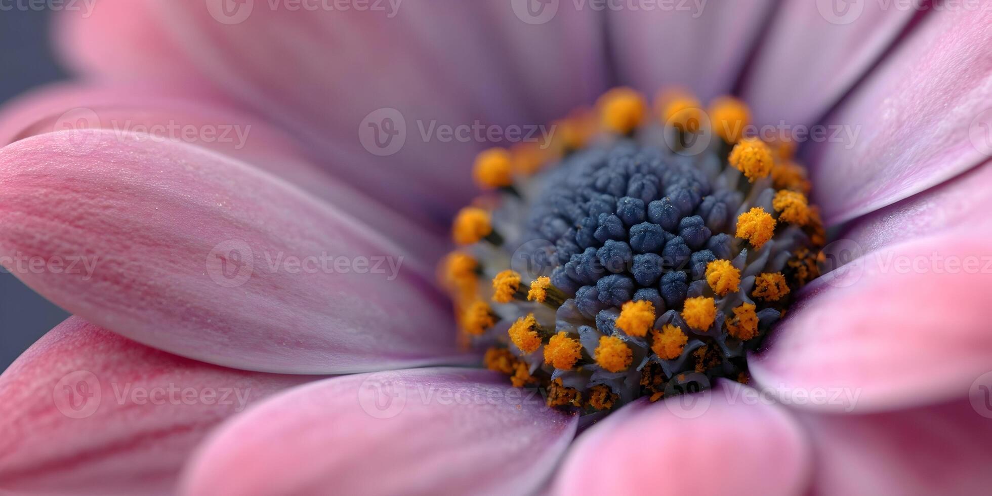 Closeup Pink Osteospermum Flower Macro Photography Purple Center Orange Pollen photo