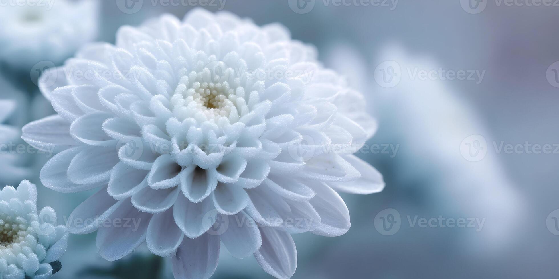 Closeup White Chrysanthemum Flower with Dew Drops Soft Blue Background photo