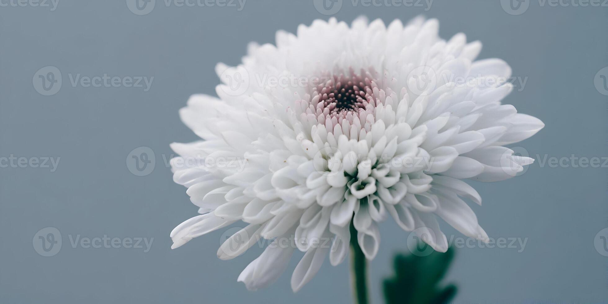 Closeup White Chrysanthemum Flower with Pink Center Soft Blue Background photo