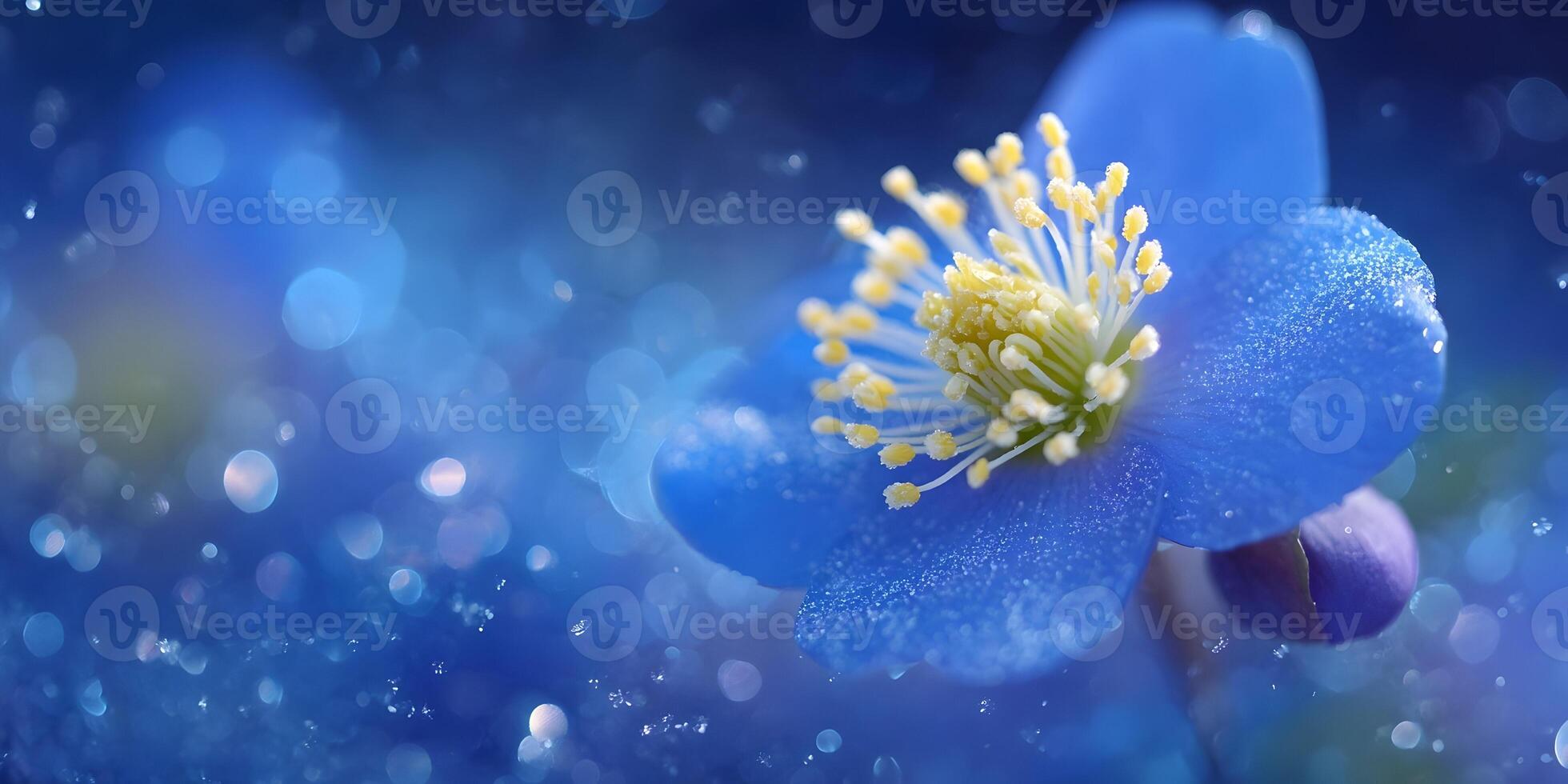 Closeup Blue Flower Dew Drops Bokeh Background photo