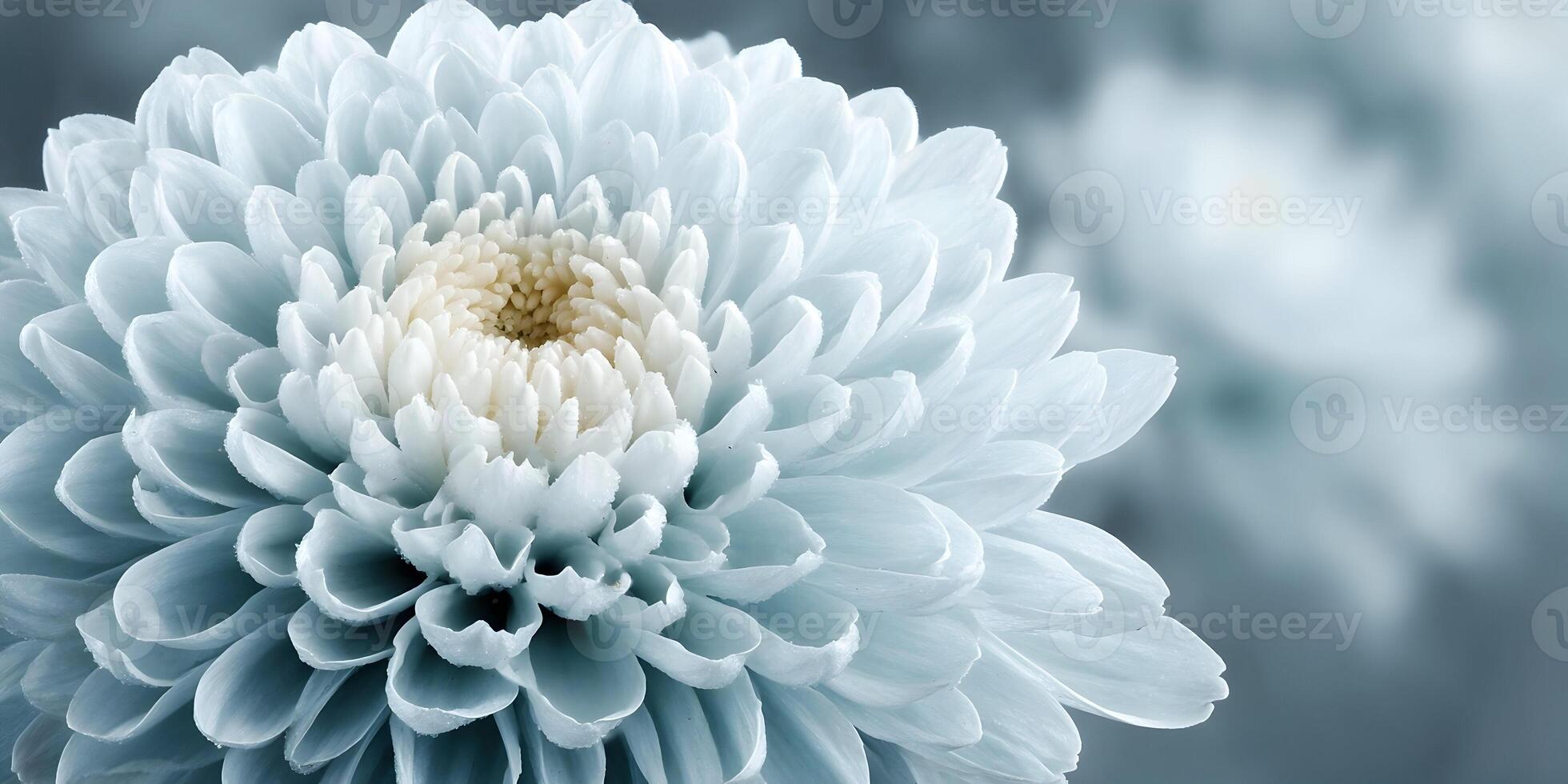 Closeup Light Blue Chrysanthemum Flower Detailed Petals Soft Focus Background photo