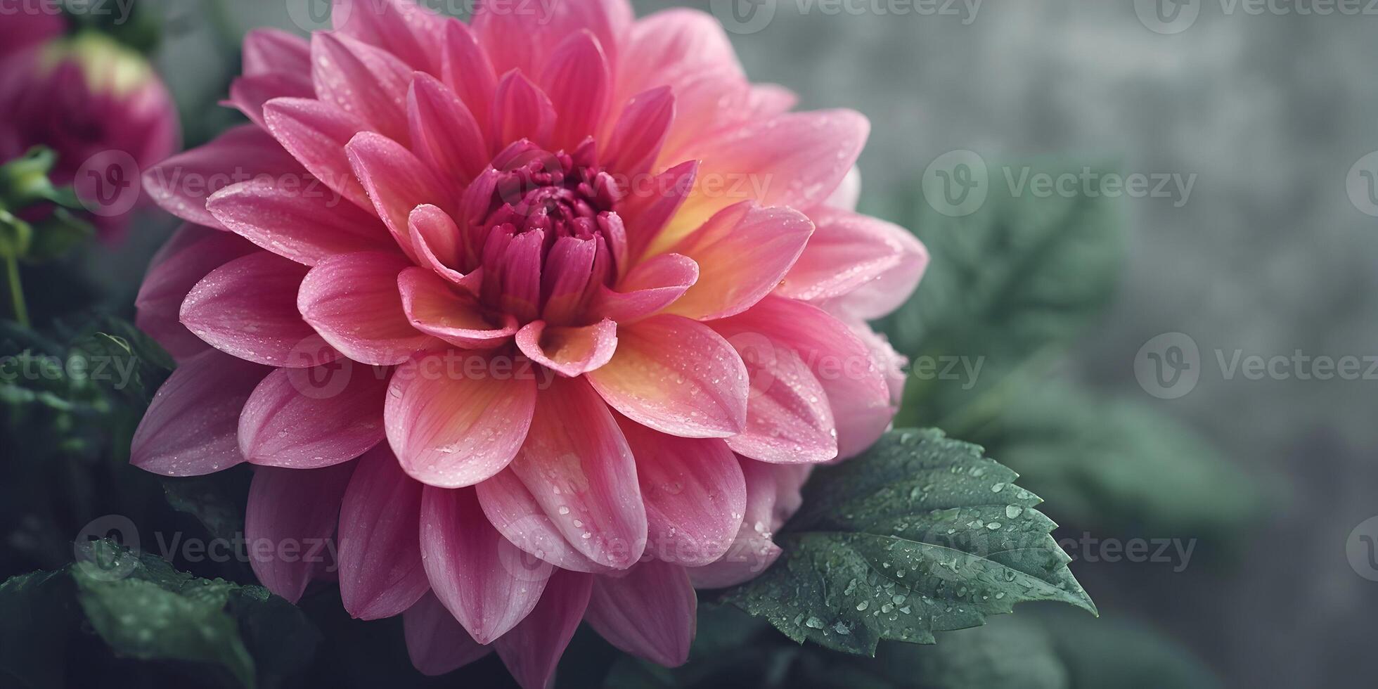 Pink Dahlia Flower with Dew Drops Close Up Photography photo