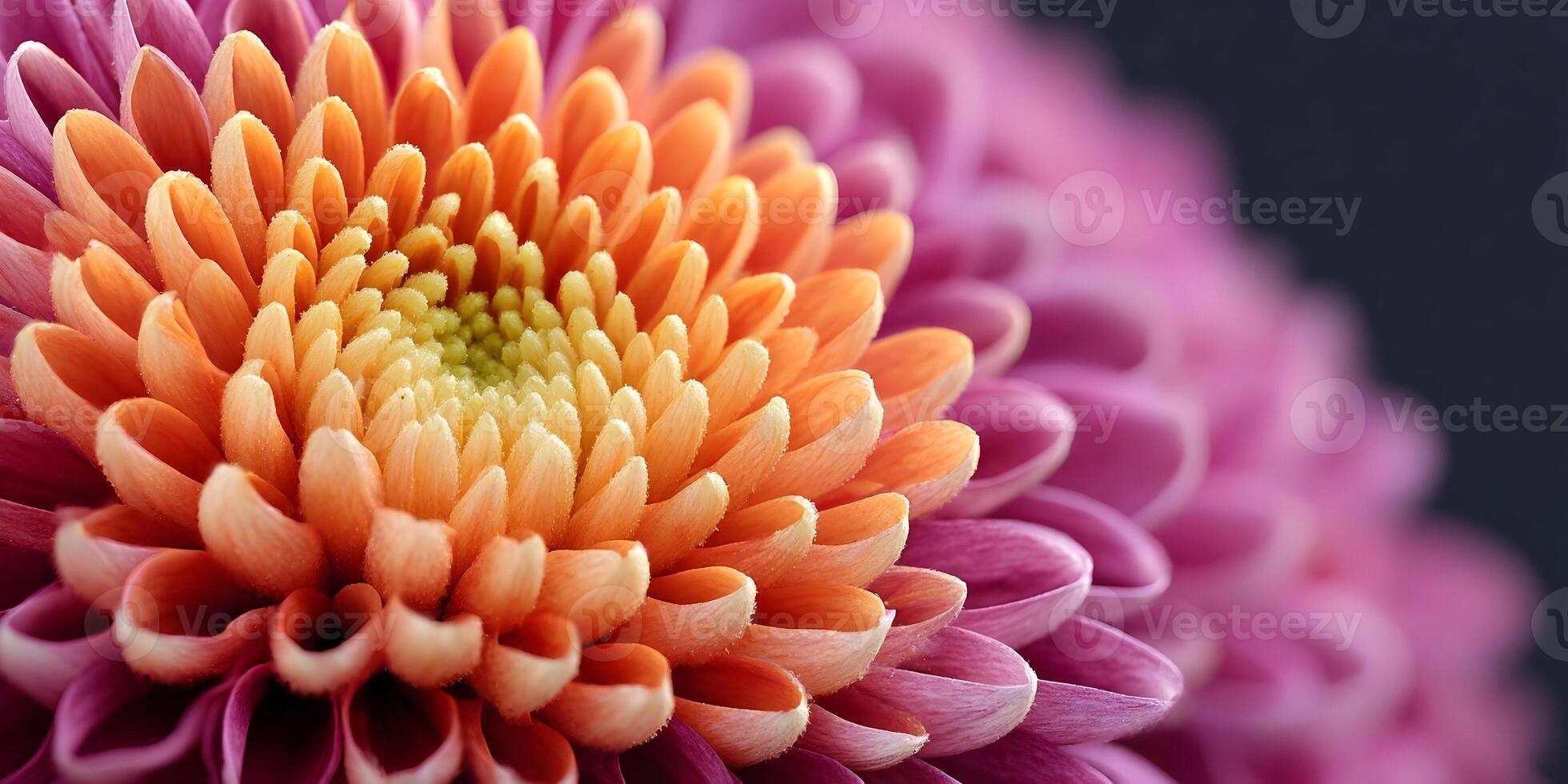 Closeup Pink and Orange Chrysanthemum Flower Blossom Macro Photography photo