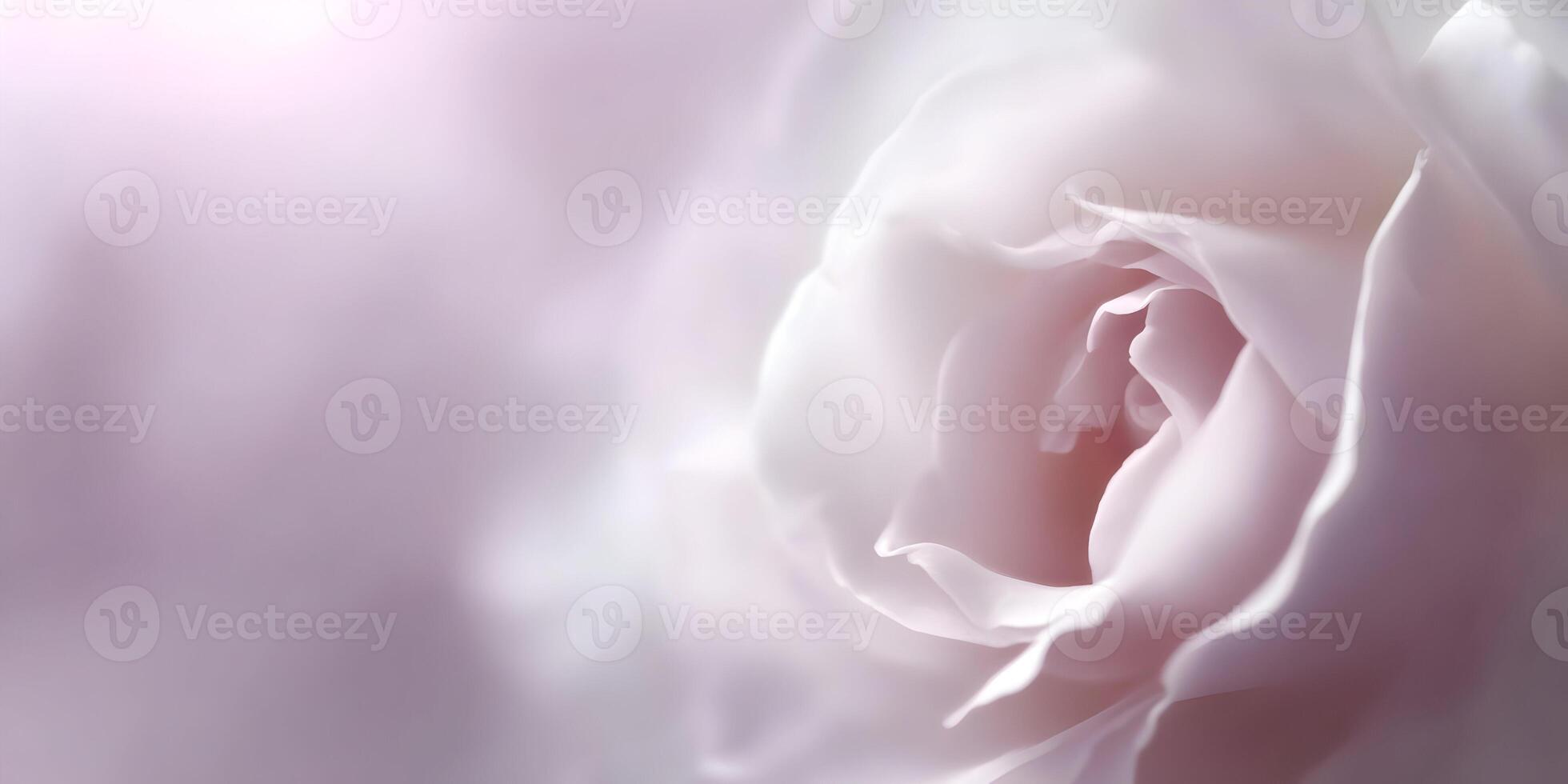 Soft Pink Rose Close Up Flower Petals Macro Photography photo