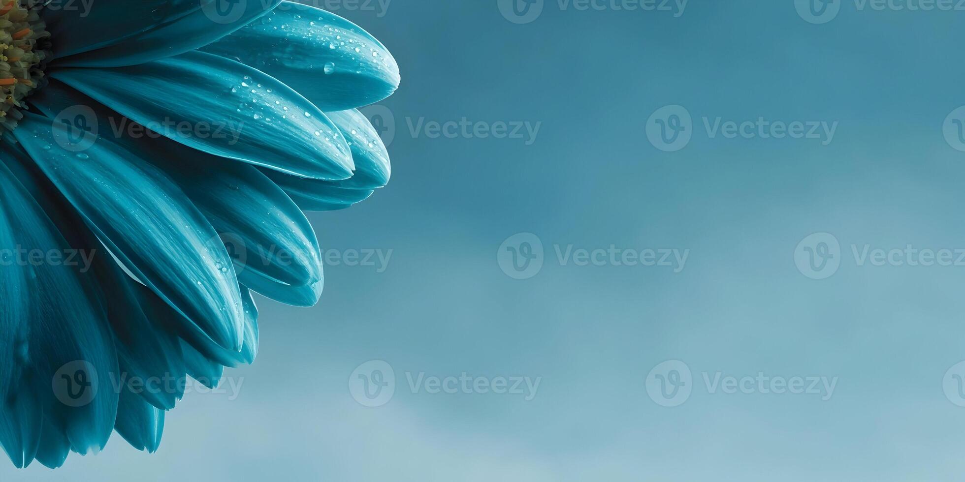 Closeup Teal Gerbera Daisy Flower Petals Dew Drops photo