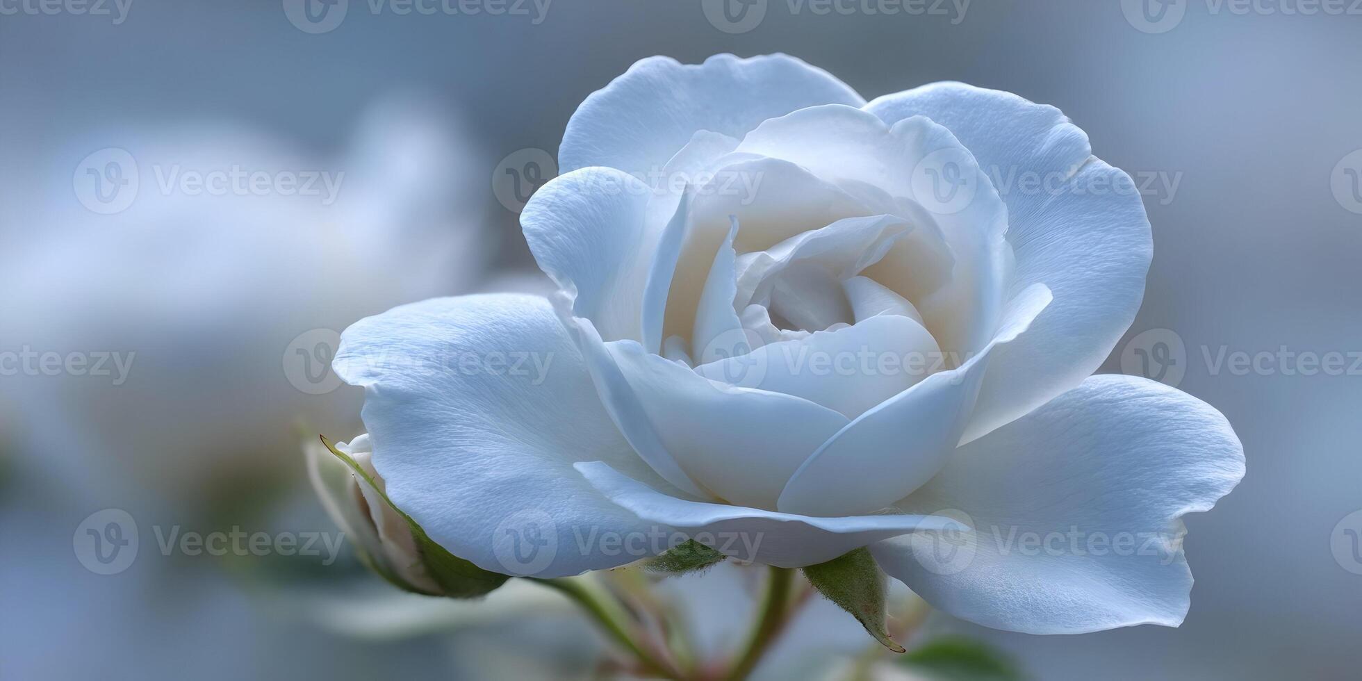 Closeup Light Blue Rose Flower Blossom Soft Petals Floral Photography photo