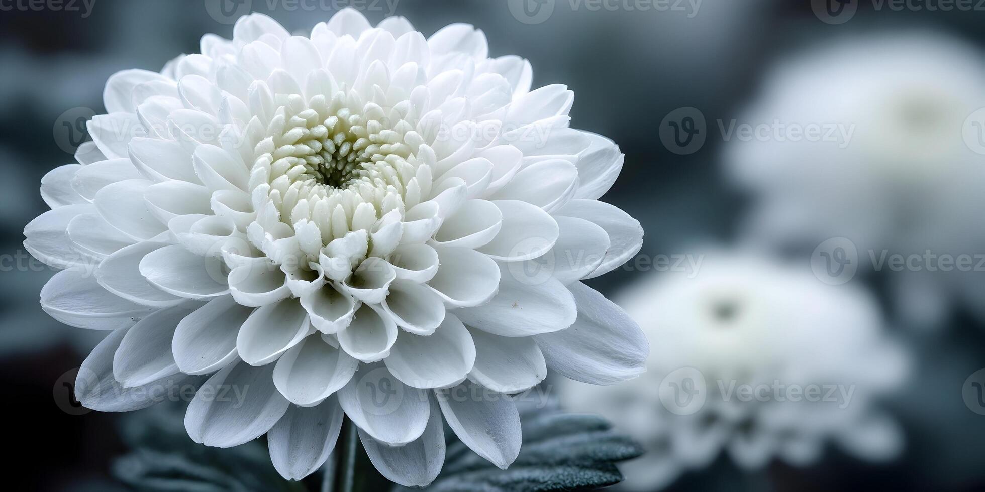 Closeup White Chrysanthemum Flower Blossom Macro Photography photo