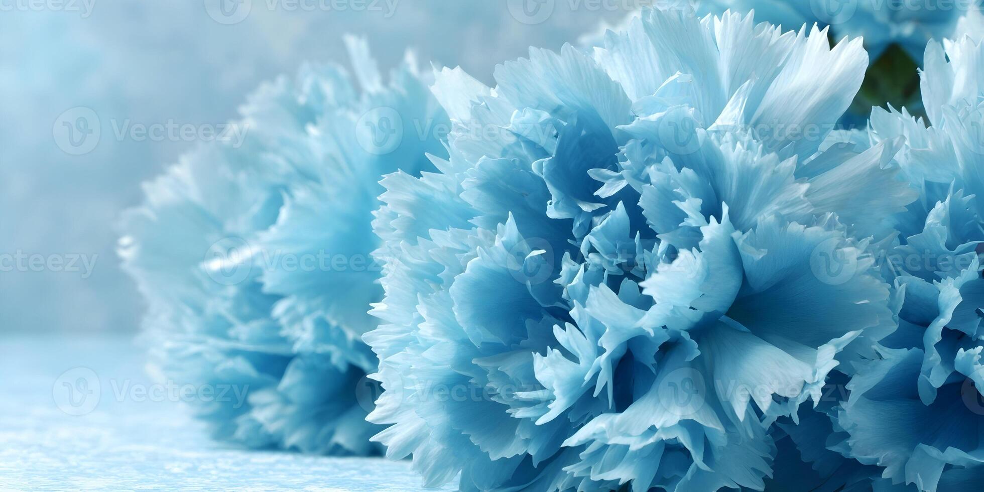 Closeup Light Blue Carnations Flowers Soft Petals Floral Background photo