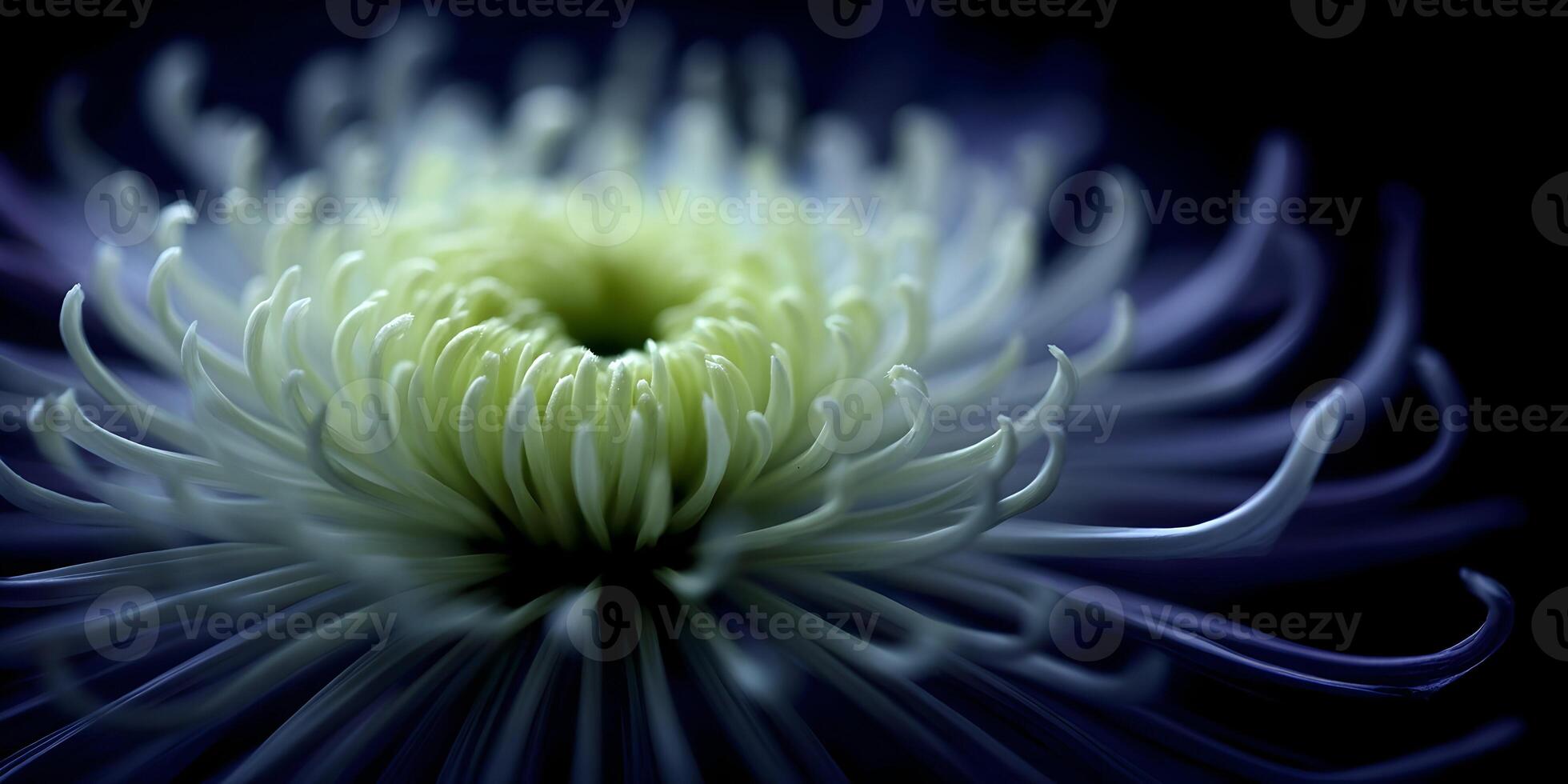 Closeup of White Chrysanthemum Flower with Dark Blue Background photo