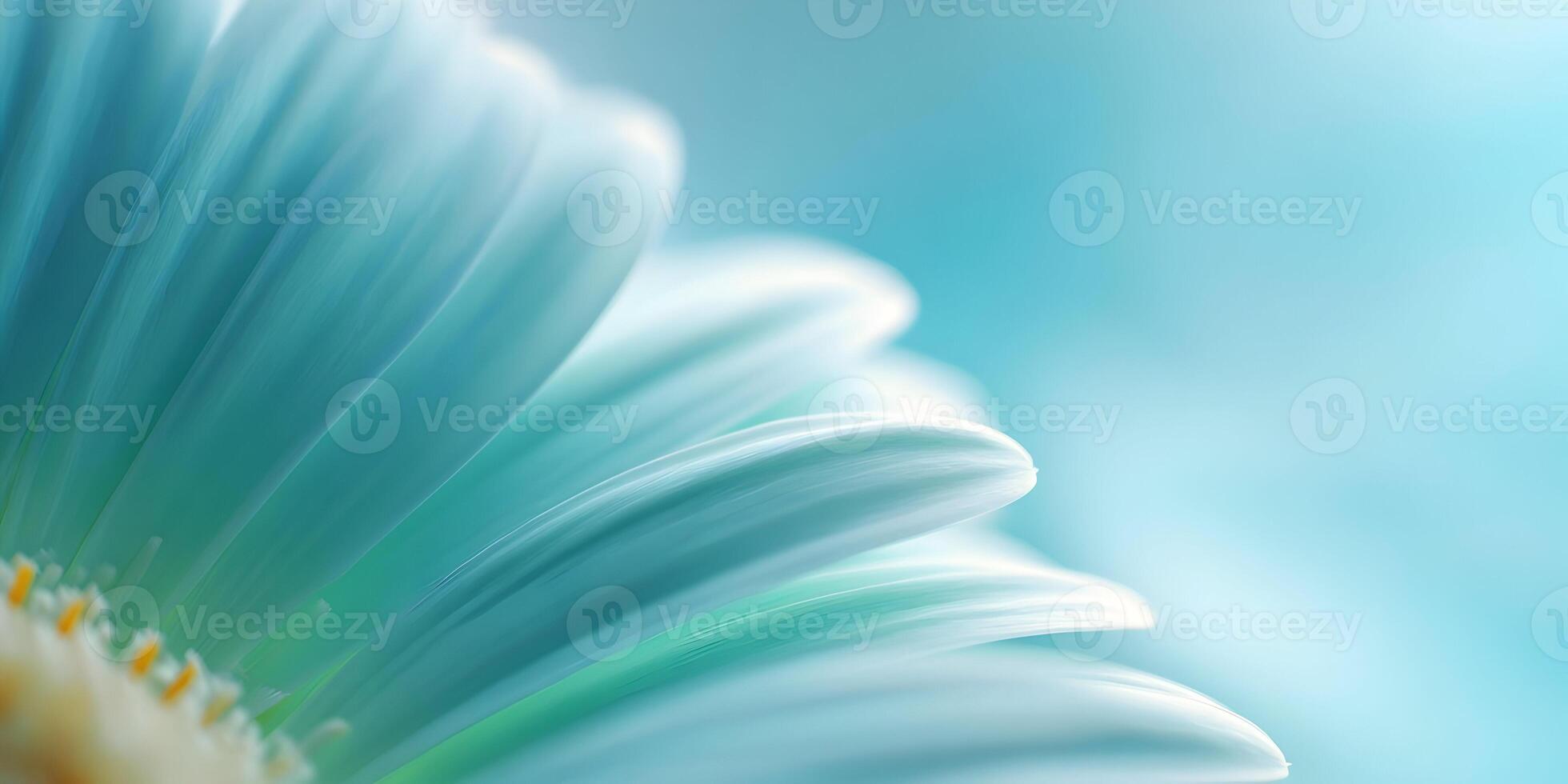 Closeup Light Blue Gerbera Daisy Petals Soft Focus Flower Macro Photography photo