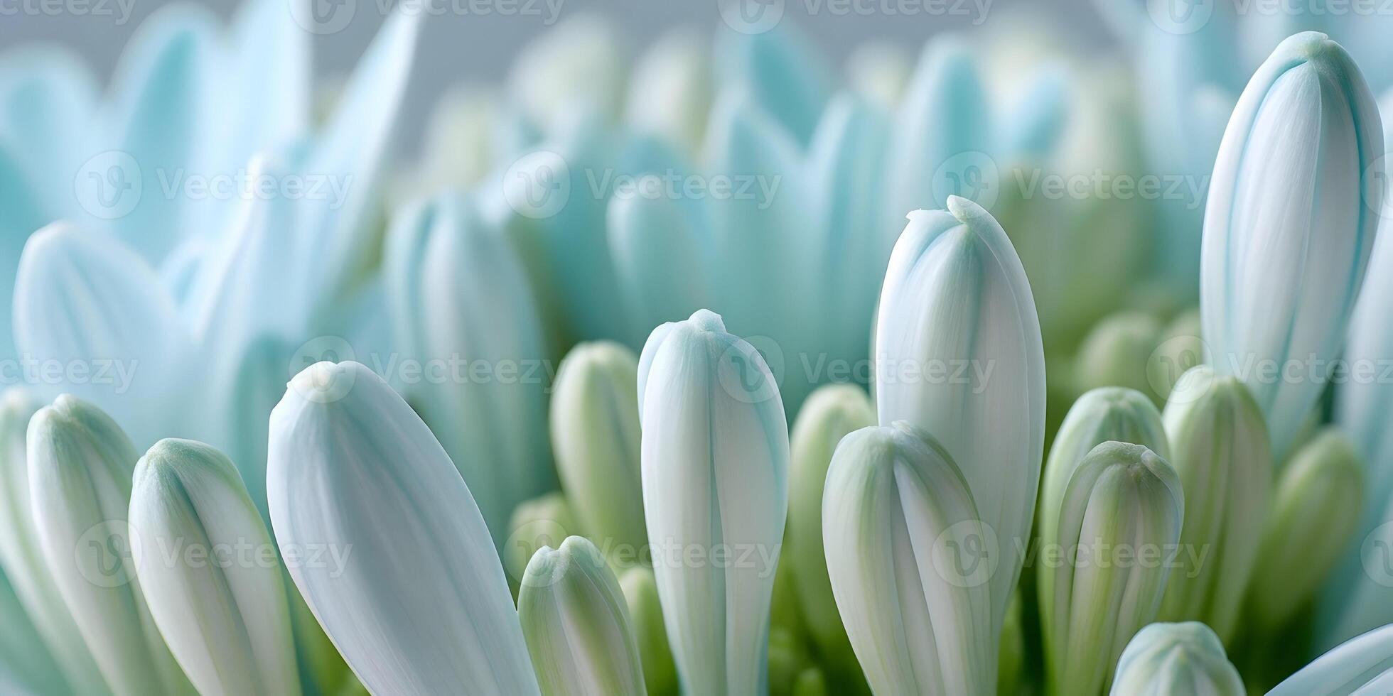 Closeup Pale Blue Flower Buds Floral Background photo