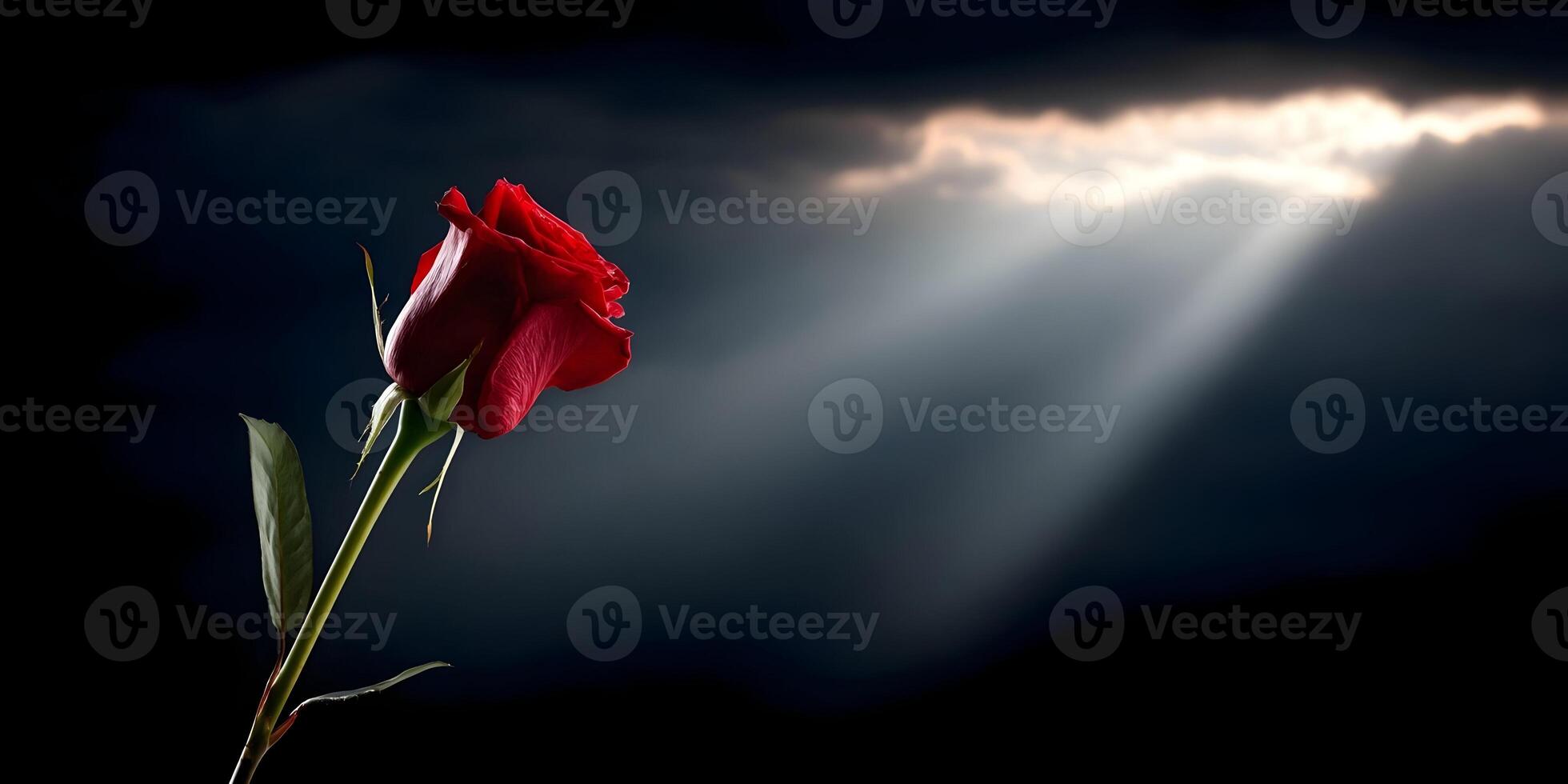 Single Red Rose Dramatic Lighting Dark Background photo