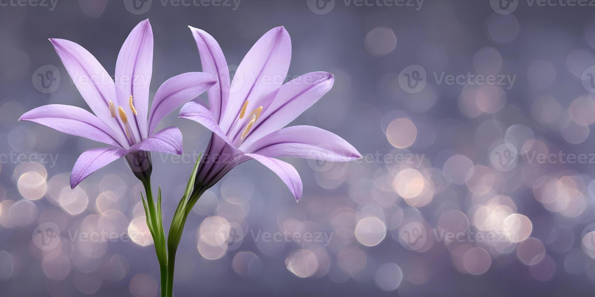 Two Purple Ipheion Flowers Bokeh Background Soft Light Floral Image photo