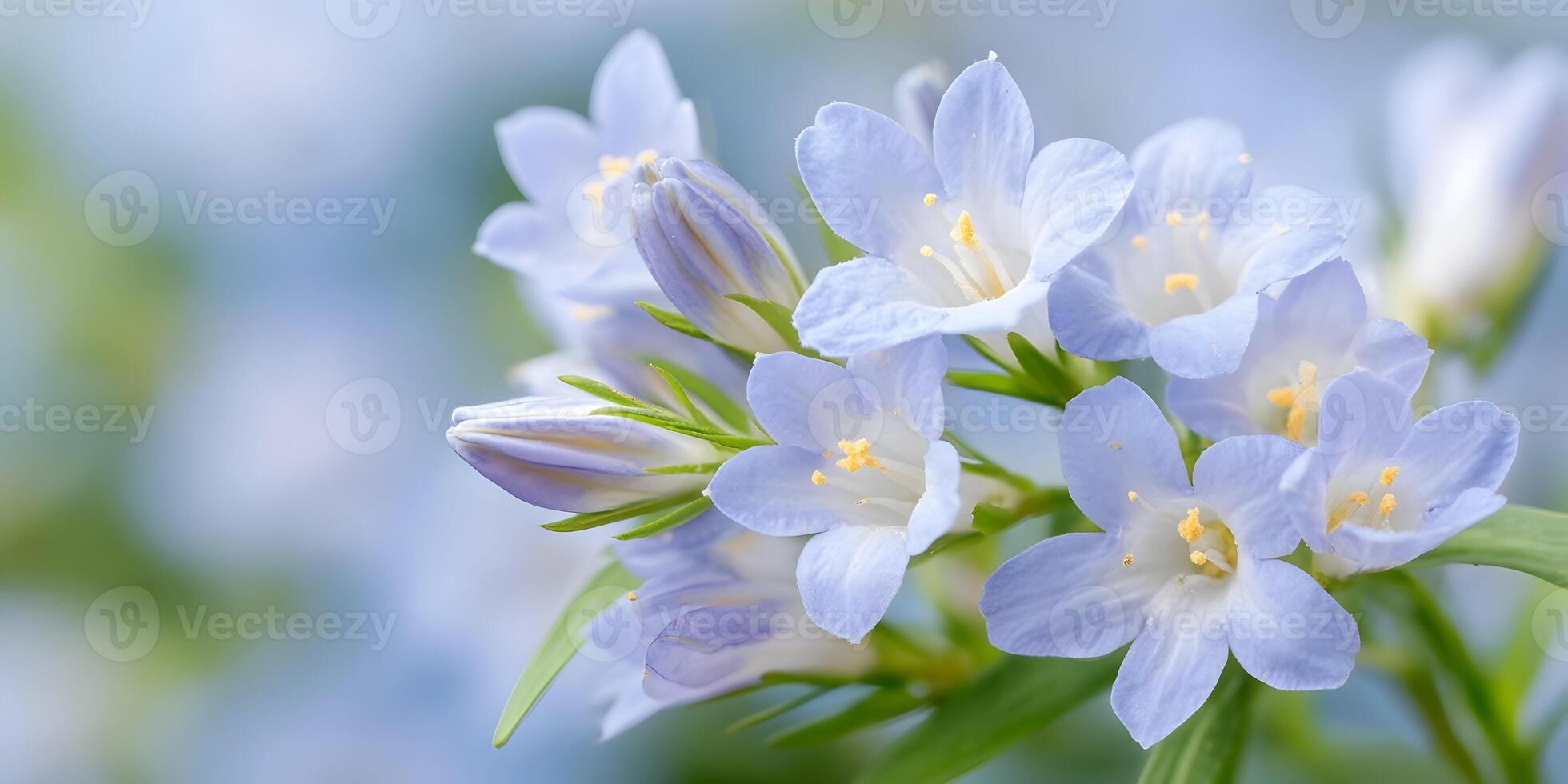 Closeup Pale Blue Flowers Light Green Stems Soft Focus Floral Photography photo