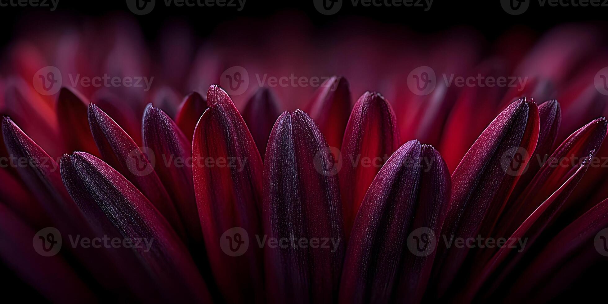 Dark Red Flower Petals Close Up Macro Photography photo