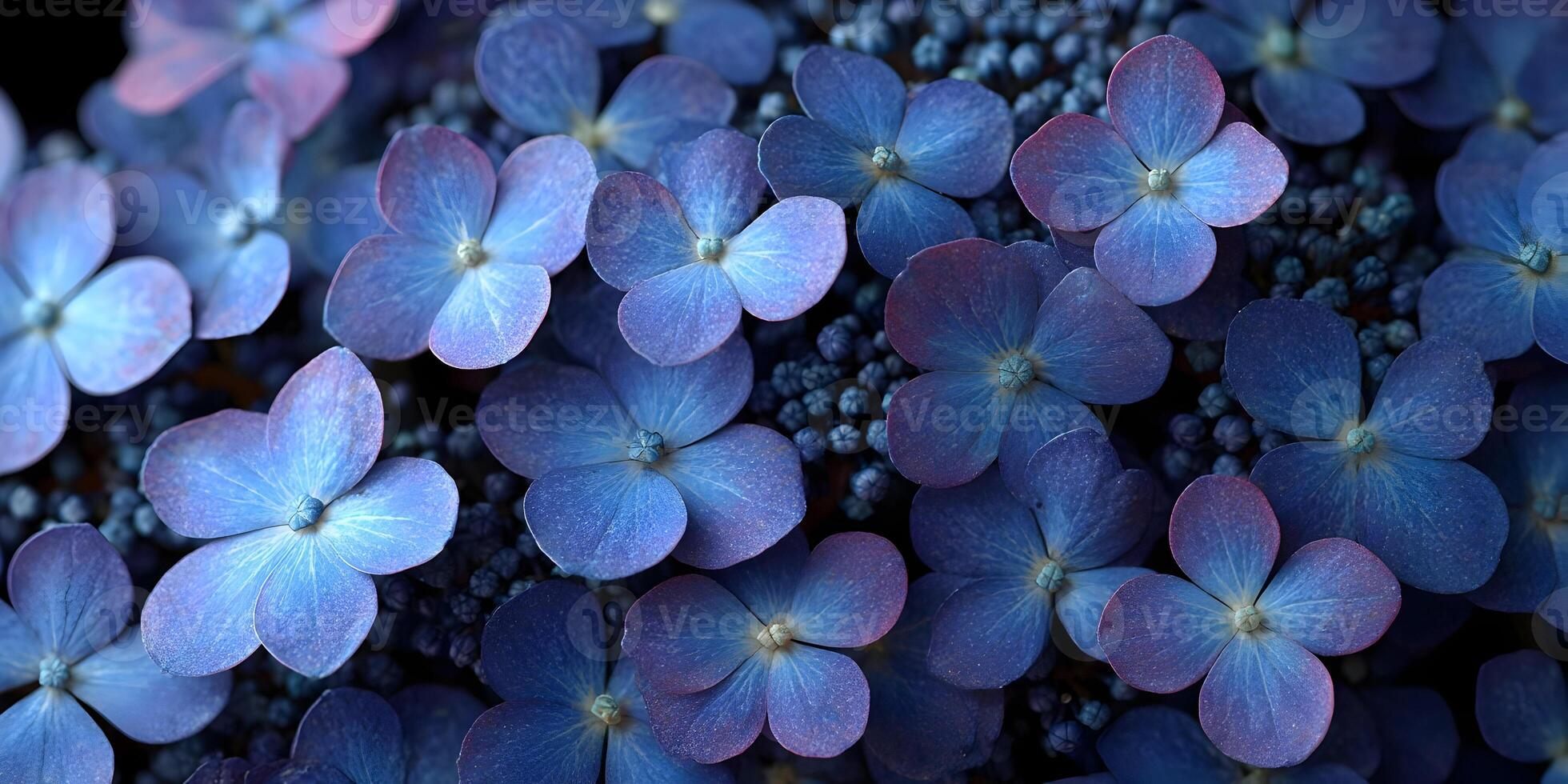 Closeup Blue Hydrangea Flowers Dark Background Floral Texture photo