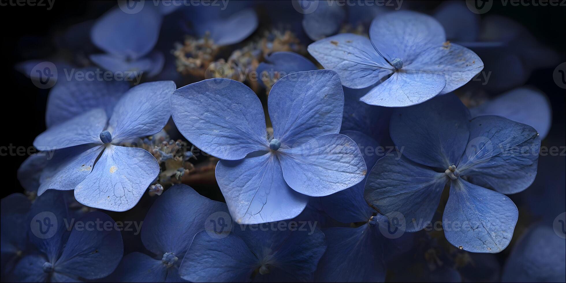 Closeup Blue Hydrangea Flowers Detailed Macro Photography photo